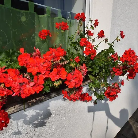 Guest house Dobik 3*